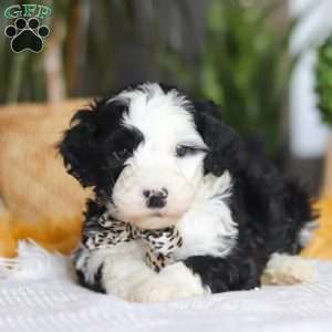 Cotton Tail, Mini Sheepadoodle Puppy